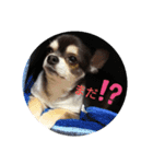 プロペラスタンプ（個別スタンプ：4）