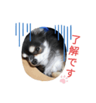 プロペラスタンプ（個別スタンプ：5）