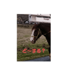 八女弁ですよ（個別スタンプ：7）