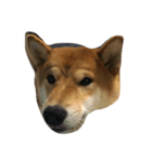 柴犬 紋次郎ちゃん（個別スタンプ：1）
