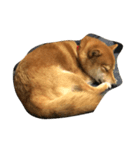 柴犬 紋次郎ちゃん（個別スタンプ：2）