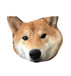 柴犬 紋次郎ちゃん（個別スタンプ：3）