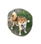 柴犬 紋次郎ちゃん（個別スタンプ：4）