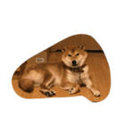 柴犬 紋次郎ちゃん（個別スタンプ：5）