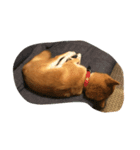 柴犬 紋次郎ちゃん（個別スタンプ：6）