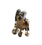 柴犬 紋次郎ちゃん（個別スタンプ：8）