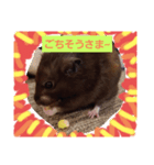クロハムスタジオ（個別スタンプ：2）