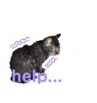 ちょもらしももちゃん（個別スタンプ：2）