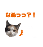 ちょもらしももちゃん（個別スタンプ：6）