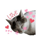 ねこスタンプ～しろ～（個別スタンプ：1）