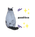 ねこスタンプ～しろ～（個別スタンプ：2）
