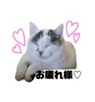 ねこスタンプ～しろ～（個別スタンプ：3）