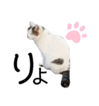 ねこスタンプ～しろ～（個別スタンプ：7）