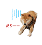 てんぱち＆さすけ（個別スタンプ：1）