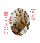 てんぱち＆さすけ（個別スタンプ：4）