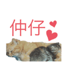 てんぱち＆さすけ（個別スタンプ：6）