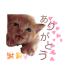 てんぱち＆さすけ（個別スタンプ：7）