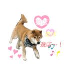 てんぱち＆さすけ（個別スタンプ：10）