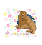 てんぱち＆さすけ（個別スタンプ：13）