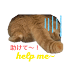 てんぱち＆さすけ（個別スタンプ：14）