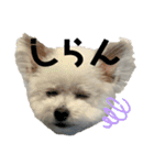 もこすたんぷ〜日常〜（個別スタンプ：21）