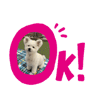 もこすたんぷ〜日常〜（個別スタンプ：36）