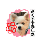 もこすたんぷ〜日常〜（個別スタンプ：37）