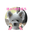 もこすたんぷ〜日常〜（個別スタンプ：38）