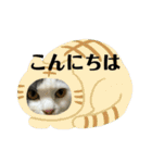 大西家のサスケ（個別スタンプ：7）