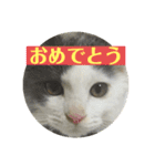 大西家のサスケ（個別スタンプ：11）