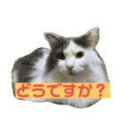 大西家のサスケ（個別スタンプ：12）