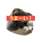 大西家のサスケ（個別スタンプ：13）