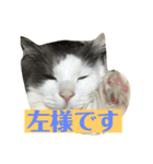 大西家のサスケ（個別スタンプ：14）