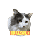 大西家のサスケ（個別スタンプ：15）