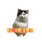 大西家のサスケ（個別スタンプ：16）