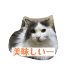 大西家のサスケ（個別スタンプ：17）