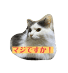 大西家のサスケ（個別スタンプ：18）