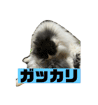 大西家のサスケ（個別スタンプ：22）