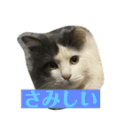 大西家のサスケ（個別スタンプ：23）