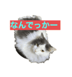 大西家のサスケ（個別スタンプ：29）