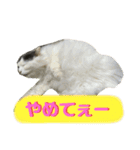 大西家のサスケ（個別スタンプ：30）