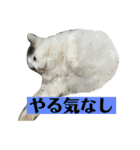 大西家のサスケ（個別スタンプ：32）