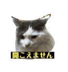 大西家のサスケ（個別スタンプ：33）