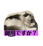 大西家のサスケ（個別スタンプ：34）
