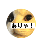 大西家のサスケ（個別スタンプ：35）