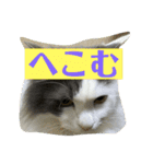 大西家のサスケ（個別スタンプ：36）