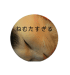 大西家のサスケ（個別スタンプ：38）