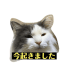 大西家のサスケ（個別スタンプ：39）