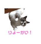 イヌとネコのスタンプ（個別スタンプ：2）