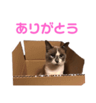 イヌとネコのスタンプ（個別スタンプ：8）